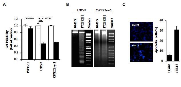 그림 2. BLT2에 의한 전립선 암세포의 생존 능력 조절