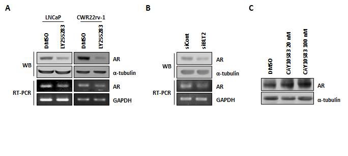 그림 4. BLT2에 의한 AR 발현 조절
