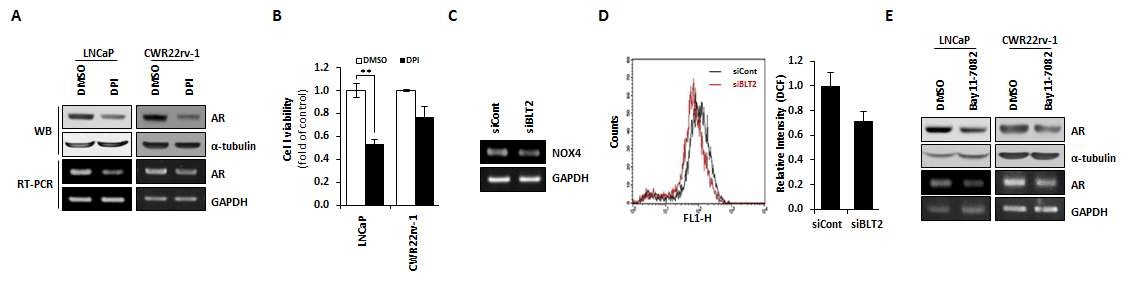 그림 5. BLT2-NOX-NF-κB-AR에 의한 전립선 암세포의 AR 발현과 생존 능력 조절
