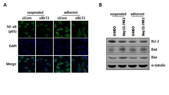 그림 8. BLT2-NF-κB의 신호전달과정 규명