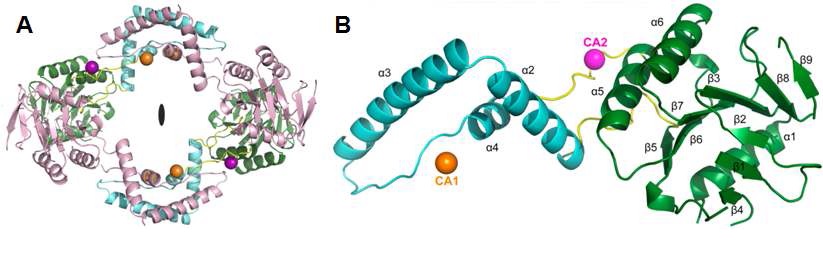 그림 1. S. pyogenes의 Csn2 단백질의 분자 구조