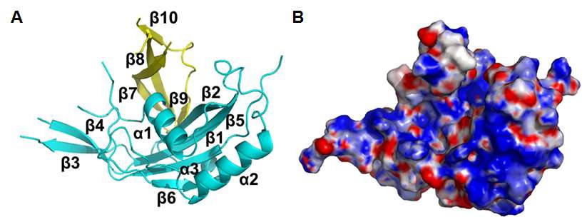 그림 3. S. pyogenes의 Cas5 단백질의 분자 구조