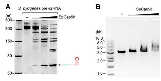 그림 4. S. pyogenes의 Cas5 단백질의햇간 관련 기능