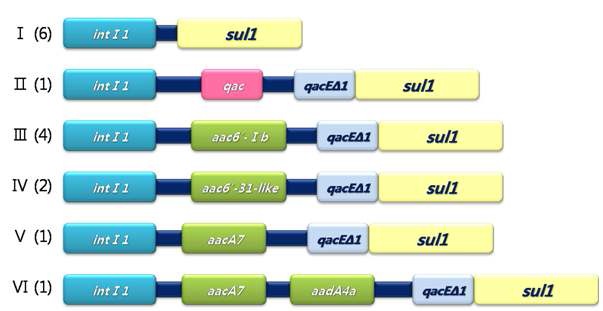 Figure 2. Integrons and genetic structures associated sul1.