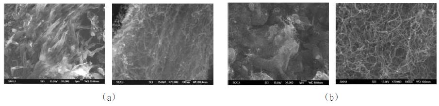 Fig. 6. SEM image of inside of two-divided CNTs-magnetite agglomerate