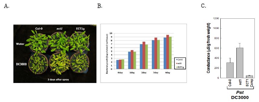 그림 1. Pseudomonas syringae DC3000의 감염 후 ect1의 표현형 분석