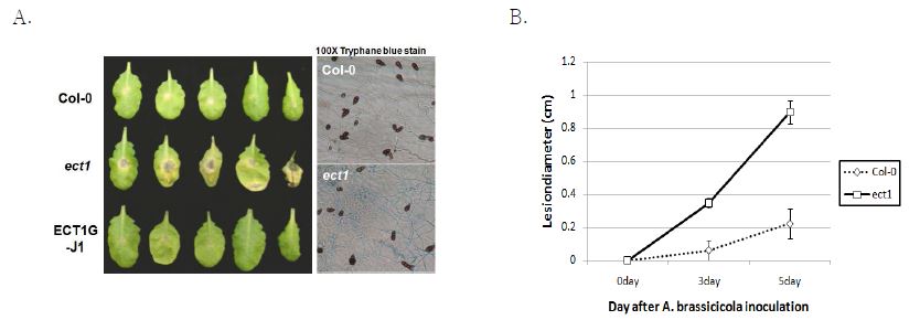 그림 3. Alternaria brassicicola의 감염 후 ect1 잎의 변화 및 균사의 성장. (B) 괴사부위의 직경.