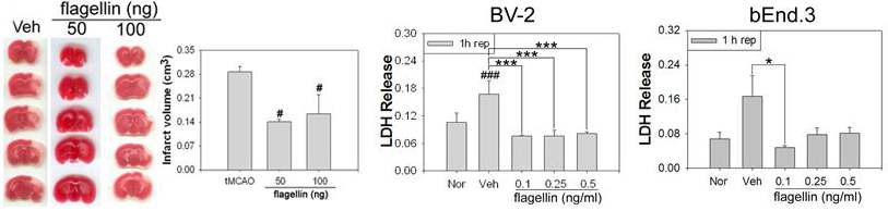 그림 5. Flagellin 투여에 따른 뇌졸중 후 뇌경색 및 세포독성 억제