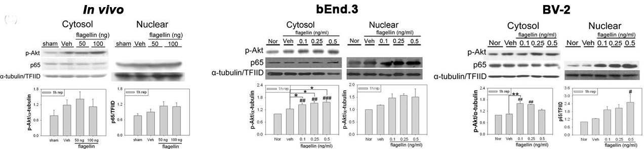 그림 6. Flagellin에 의한 뇌졸중 후 Akt/NF-κB 활성화