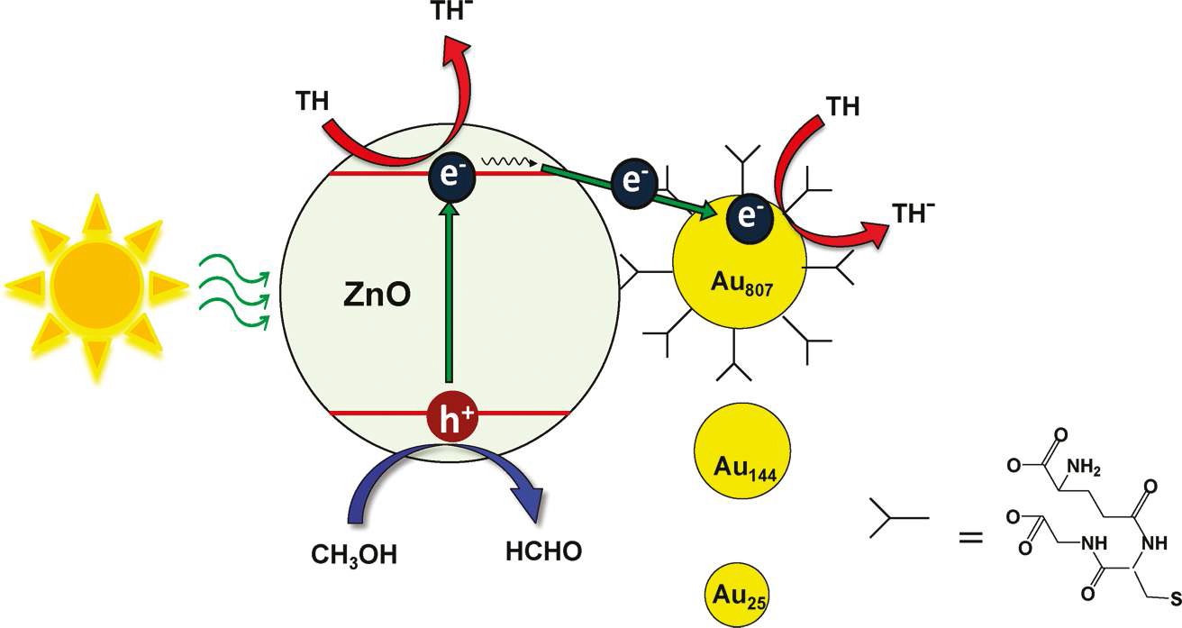 그림 8. ZnO-Au 나노입자 복합체에서의 광활성 과정과 싸이오닌과 의 광촉매 반응 메커니즘