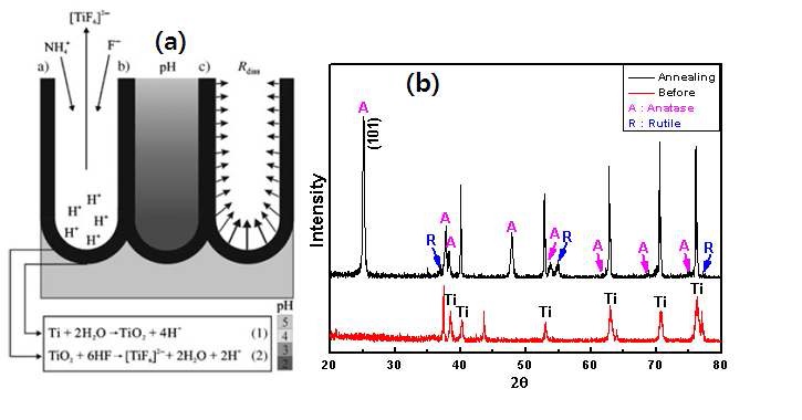 그림 4. (a) 양극산화법으로 제작되는 TiO2 나노튜브의 생성과 메커니즘 (b)TiO2 나노튜브의 XRD patterns.