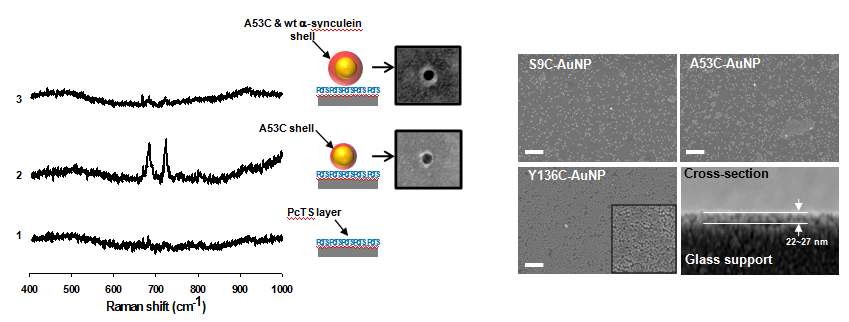 α-Synuclein 코팅 금 나노입자의 SERS활성 및 유리기판위에서의 고밀도 단일층 조직화