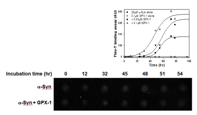 Glutathione peroxidase에 의한 α-synuclein 섬유화 동역학분석과 시간에 따른 α-synuclein oligomer 형성여부