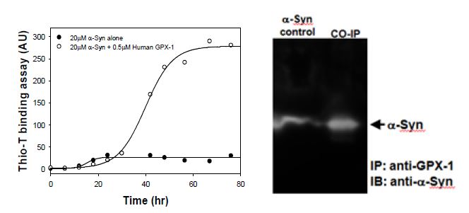 α-synuclein과 human glutathione peroxidase간 상호작용 확인.
