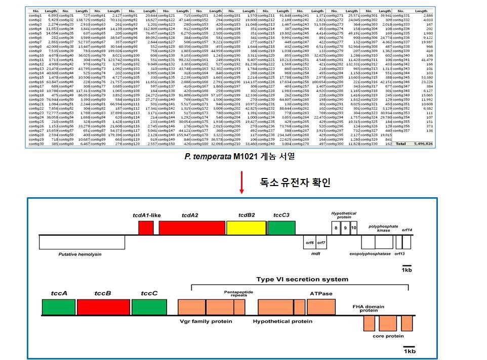 그림. P. temerata M1021의 Whole genome sequencing 및 독소 유전자 확인