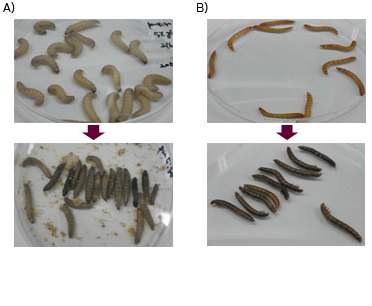 그림. 독소단백질 TccB에 대한 G. mellonella(A) 과 T. molitor(B) 유충에 대한 살충력 검증