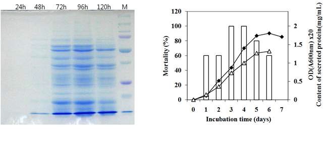 그림. P. temperata M1021 균주의 배양시간에 따른 세포성장 및 세포외로 분비되는 단백질의 양과 살충력