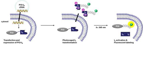 그림 4. 세포내 단백질 형광 라벨링 반응의 광조절 전략
