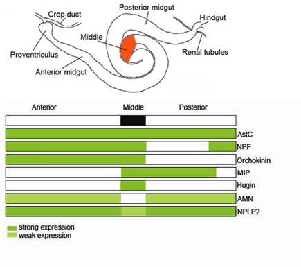 초파리 소화관에서 발현되는 regulatory peptides 발현 지도