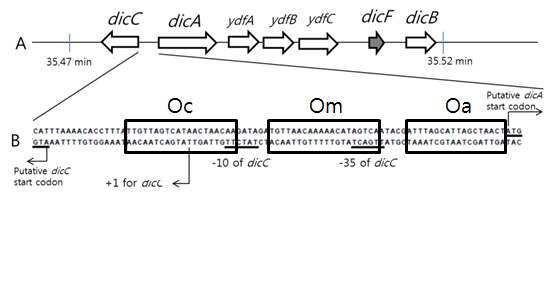 그림 7. A. dicC와 dicB를 포함하는 유전자들의 위치. B. dicA와 dicC의 promoter 부분