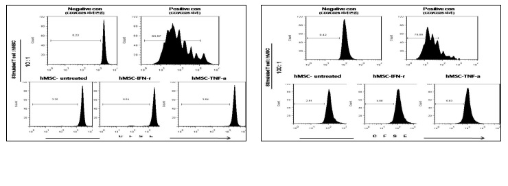 그림 2. 중간엽줄기세포로 공배양하지 않을 경우(positive control)에는 PBMC의 각각 증식한 세포의 비율이 93.57%,78.06%인 것에 비해서 공배양할 경우에는 증식한 세포의 비율이 각각 3.25%, 2.91%로 급격히 감소했다. IFN-γ와TNF-a로 처치한 중간엽줄기세포를 공배양했을 때에는 증식 억제효과가 전처치하지 않은 중간엽줄기세포와 공배양했을때보다 약간 떨어졌으나 큰 차이는 없었다