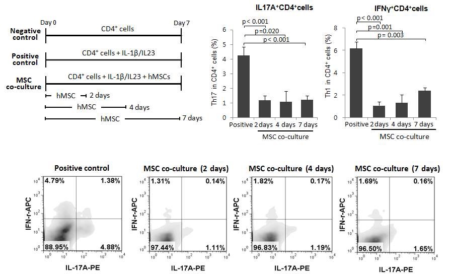 그림 8. TH17 세포가 0일째 중간엽줄기세포와 접촉하면 2, 4,7 일 공동배양 모두 IFN-γ 및 IL-17분비세포는 유의하게 감소하는 효과를 확인하였다.