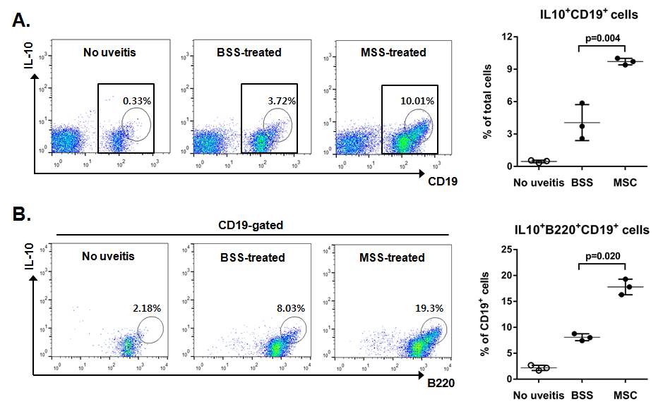 그림12. 중간엽 줄기세포를 처치한 포도막염 모델에서, 포도막염 모델에 비해 IL10을 분비하는 B 세포가 현저히 증가함을 확인 하였다.
