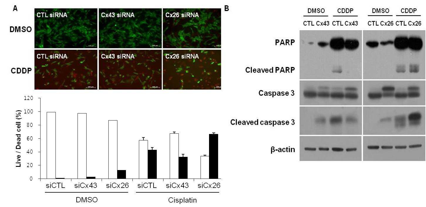 Fig 5. Live/Dead cell viability assay showed the knockdown of Cx43 decreased cell death, but knockdown ofCx26 increaed cell death compared to the siRNA-control cells under cisplatin (A). Western blots of cleavedPARP and cleaved caspase 3 showed the up-regulation in the siRNA Cx26 cells and down-regulation in thesiRNA Cx43 cells under cisplatin.