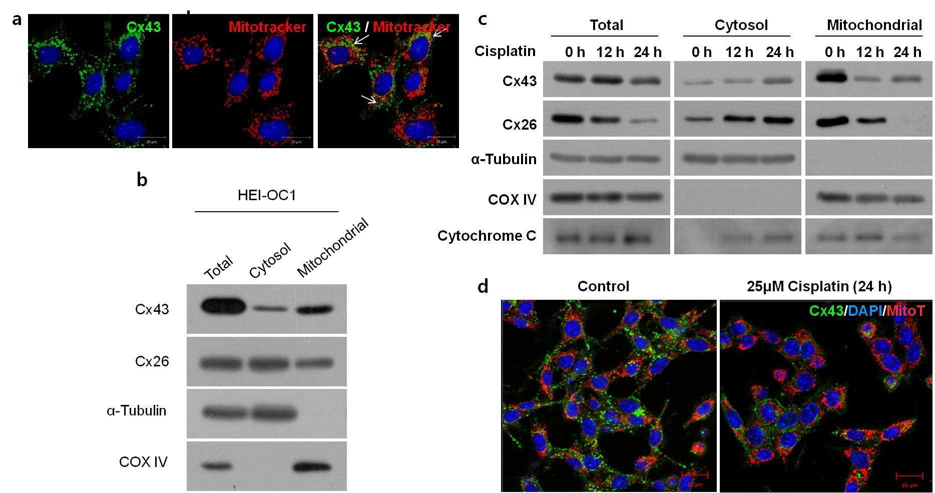 Fig 6. Downregulation of Mitochondrial Cx43 by cisplatin in HEI-OC1 cells.