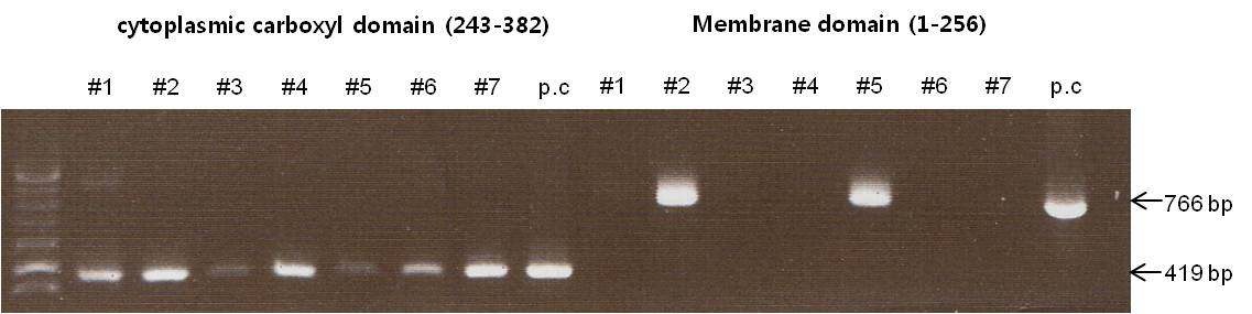 Fig 7. Screening for bacterial colonies