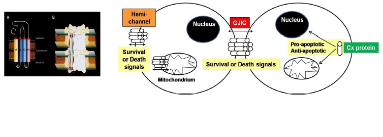 Fig. 1. Connexin (A), hemichannel 2개 (B). 청각세포사멸에서의 Cx 관련 신호의 역할 (Right)GJIC; gap junctional intercellular communication, Cx; connexin