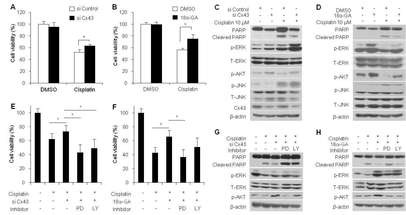 Fig. 3. Activation of p-ERK and p-Akt contributes to the process of gap junction inhibition-mediatedpreventive effects against cisplatin. MTS assay (A, B) and western blot (C, D) of Cx43 siRNA- or 18α-GAtreated HEI-OC1 cells in response to cisplatin. Inhibition of ERK and Akt activation by PD98059 andLY294002. MTS assay (E, F) and western blot (G, H) for activated p-ERK and p-Akt of HEI-OC1 cellstreated with cisplatin in the presence or absence of PD98059 and LY294002