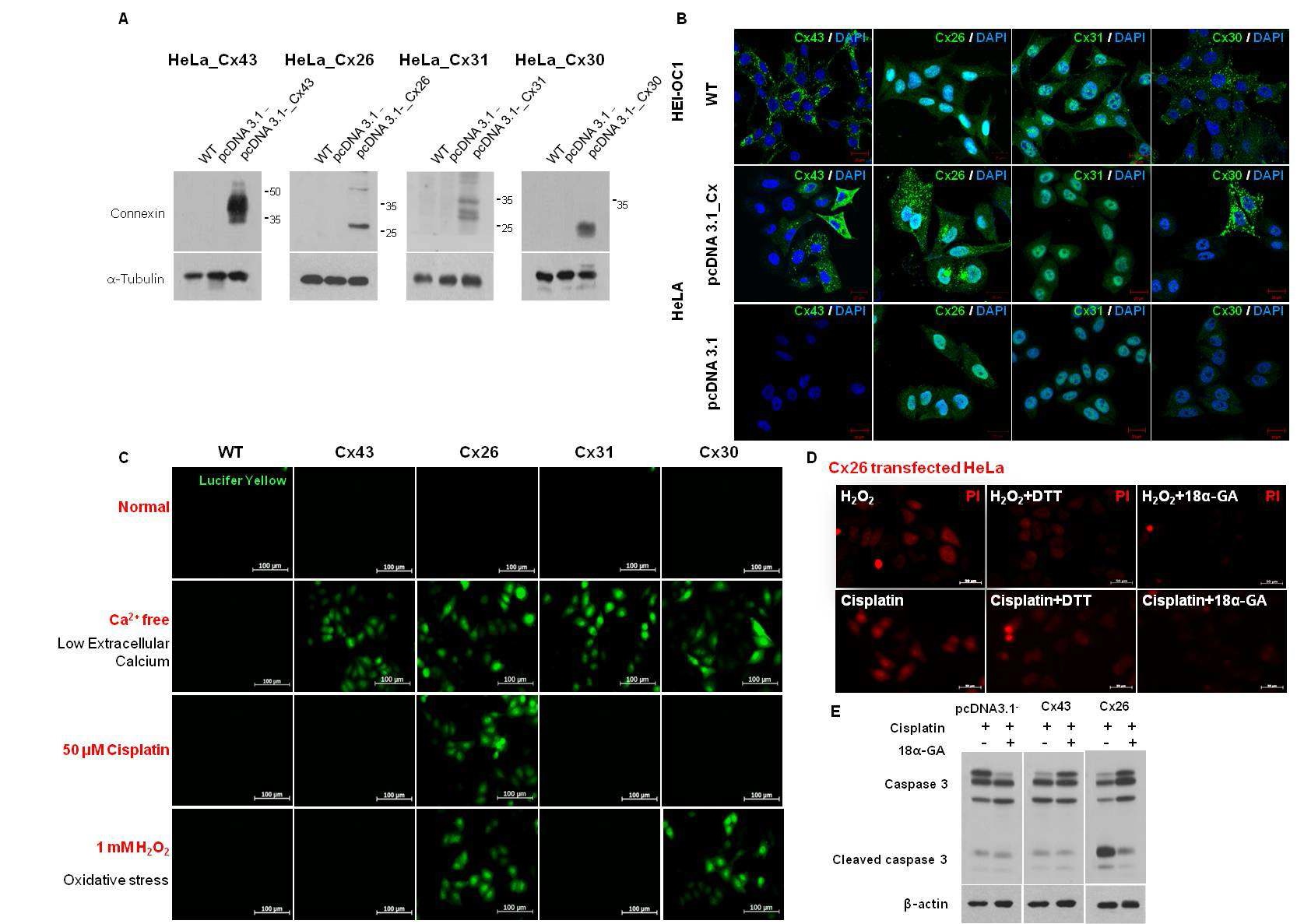 Fig. 4. Cx-hemichannesl were opened under cisplatin and oxidative stress in Cx26-transfected HeLa cells, butnot in Cx43, Cx31 and Cx30-transfected cells