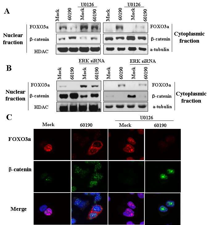 그림 5. ERK를 매개로 통한 H. pylori cagA로 유도된 FOXO3의 핵내 분출