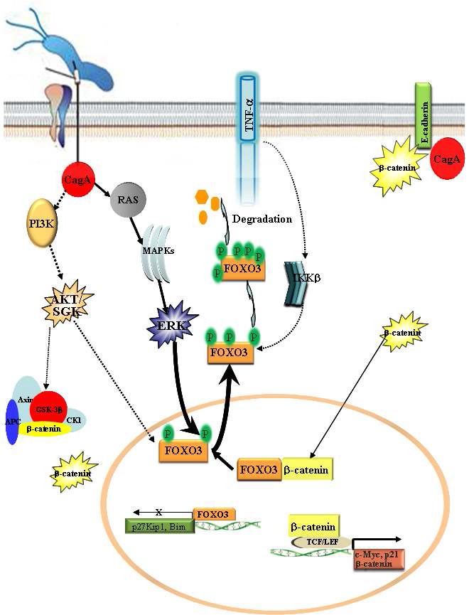 그림 9. FOXO3a와 β-catenin/TCF 신호전달의 상호작용을 조절하는 H. pylori 암단백 CagA