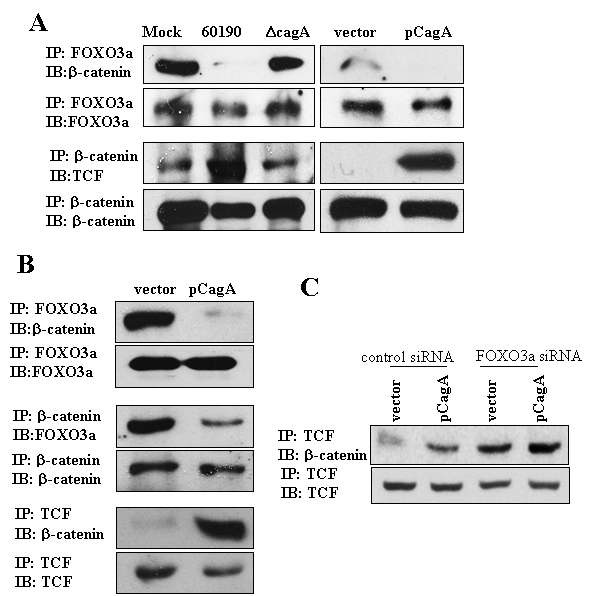 그림 2. H. pylori 감염 위상피세포주에서 FOXO3a 조절 통한 β-catenin과 TCF의 결합 증가
