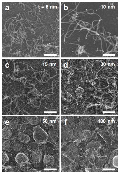 그림 11. Fe (1 nm)/Al2O3 (5 - 100 nm)/Si 촉매층을 이용하여 합성된 탄소나노튜브의 SEM 사진