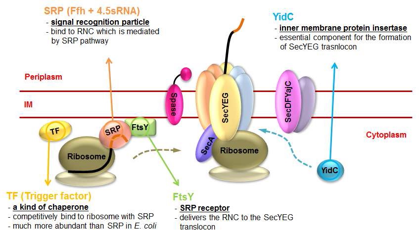 그림 1 SRP pathway의 mechanism과 주요 단백질