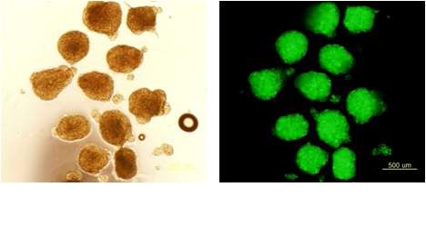 그림 2 C57BL/6 mouse의 연골 세포(PKH green staining)와 SD rat 의 췌도를 이용한 Xeno-model의 CMIDIS-그림 1 Dithizone 염색하의 위상차 현미 islets의 제작 (3 day)