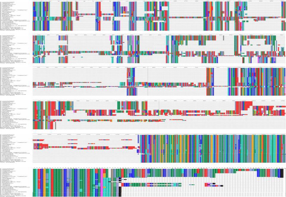 Fig.2.Alignment of Amino acid sequence of Syringa and Ligustrum in the accD gene region