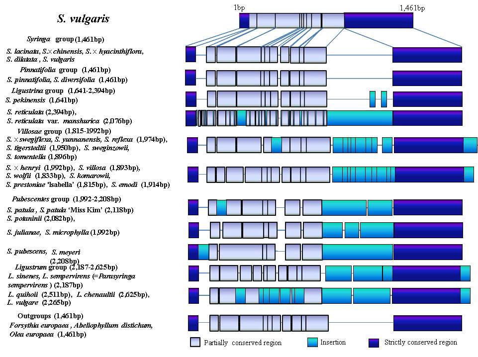 Fig 3. Length variation patterns of the accD gene region in Syringa and Ligustrum