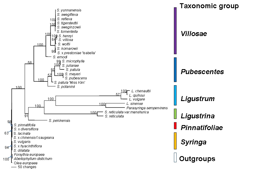 Fig.4. Maximun Pasimony tree resulting from the chloroplast accD gene region. Bootstrap values in excess of 50% are shown above the branches.