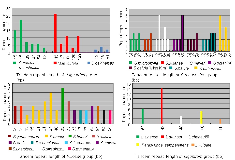 Fig 5. Tandem repeat length of each group in the accD gene region