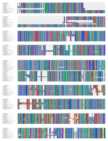 Fig.6.Alignment of Amino acid sequence of Syringa and Ligustrum in the ycf2 gene region.