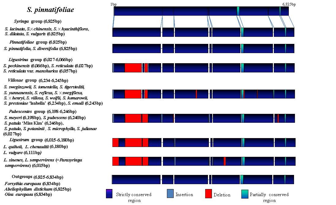 Fig.7. Length variation patterns of the ycf2 gene region in Syringa and Ligustrum.