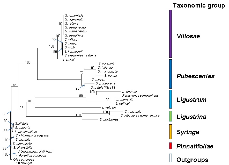 Fig.8.Maximun Pasimony tree resulting from the chloroplast ycf2 region. Bootstrap values in excess of 50% are shown above the branches