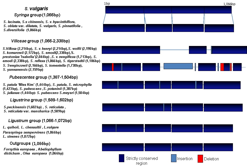 Fig.10. Length variation patterns of the ycf1 pseudogenes- ndhF gene in Syringa and Ligustrum.