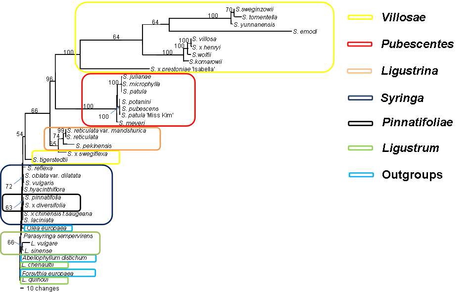 Fig.11. Maximum Parsimony tree resulting from the chloroplast the ycf1 pseudogenes- ndhF gene (3'end). Bootstrap values in excess of 50% are shown above the branches.