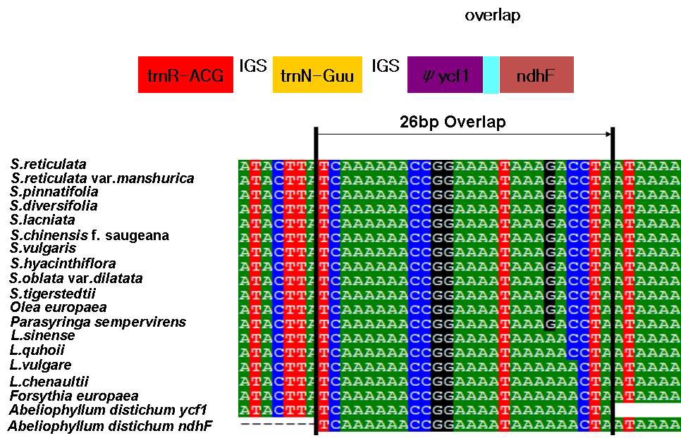 Fig.10.Overlapping length variation in the ycf1 pseudogenes and ndhF gene region (3'end).