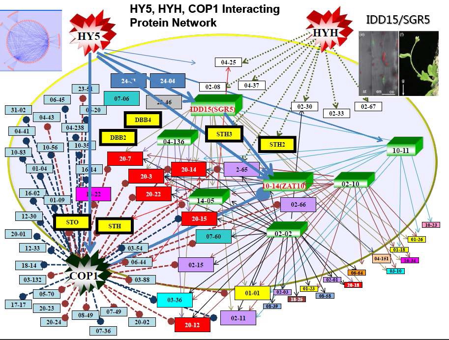 그림 6. HY5, HYH, COP1을 bait로 했을 때 결합하는 인터랙톰 82종 전사인자에 대한 상호 결합 모식도.